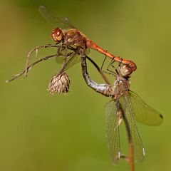 Libellen im Paarungsrad