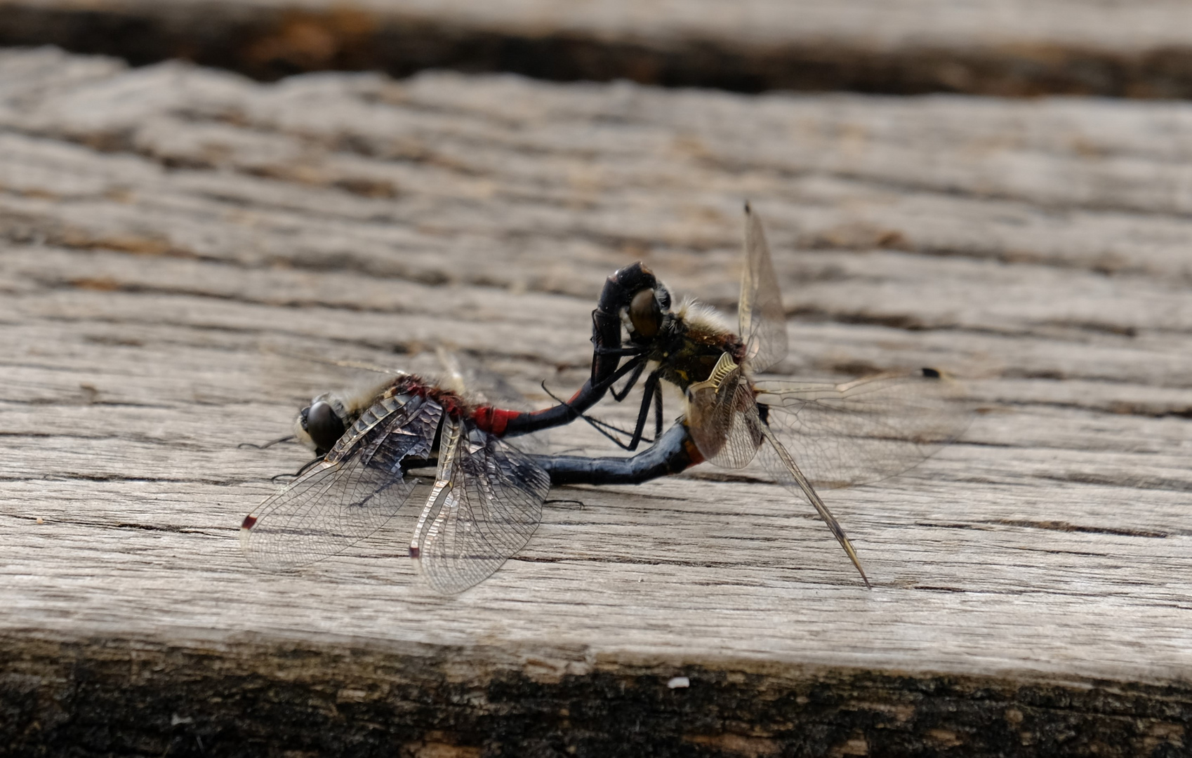 Libellen im Pietzmoor in Schneverdingen