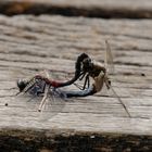 Libellen im Pietzmoor in Schneverdingen