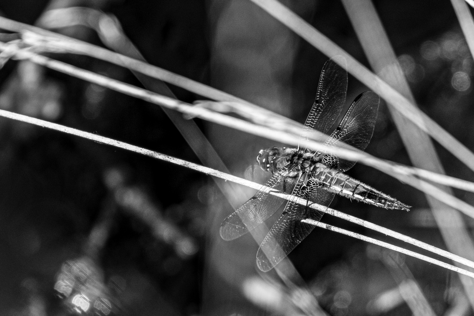 Libellen im Quelkhorner Moor