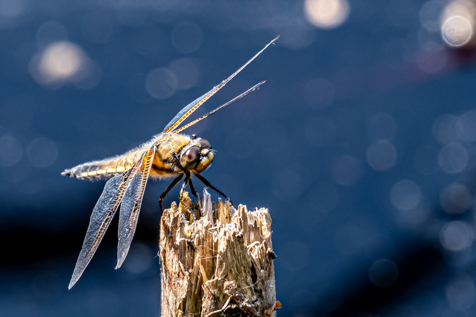 Libellen im Quelkhorner Moor