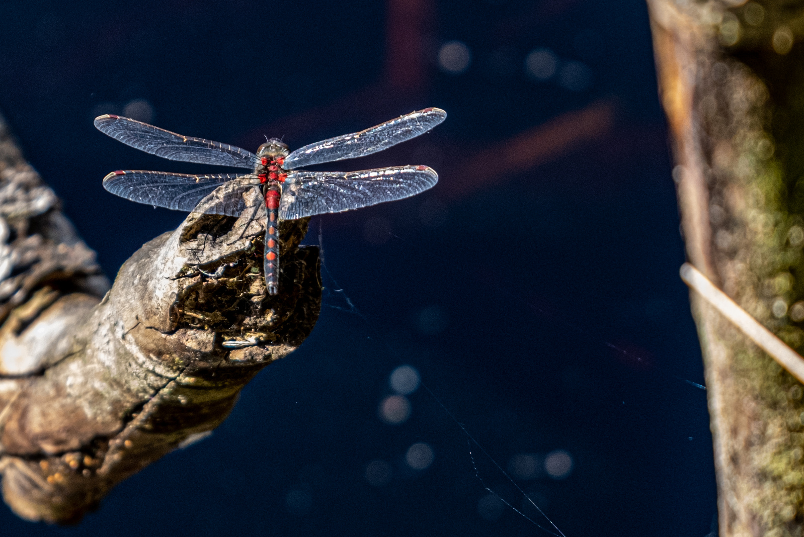 Libellen im Quelkhorner Moor