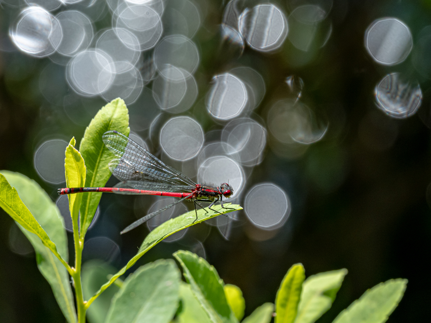 Libellen im Quelkhorner Moor