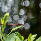 Libellen im Quelkhorner Moor