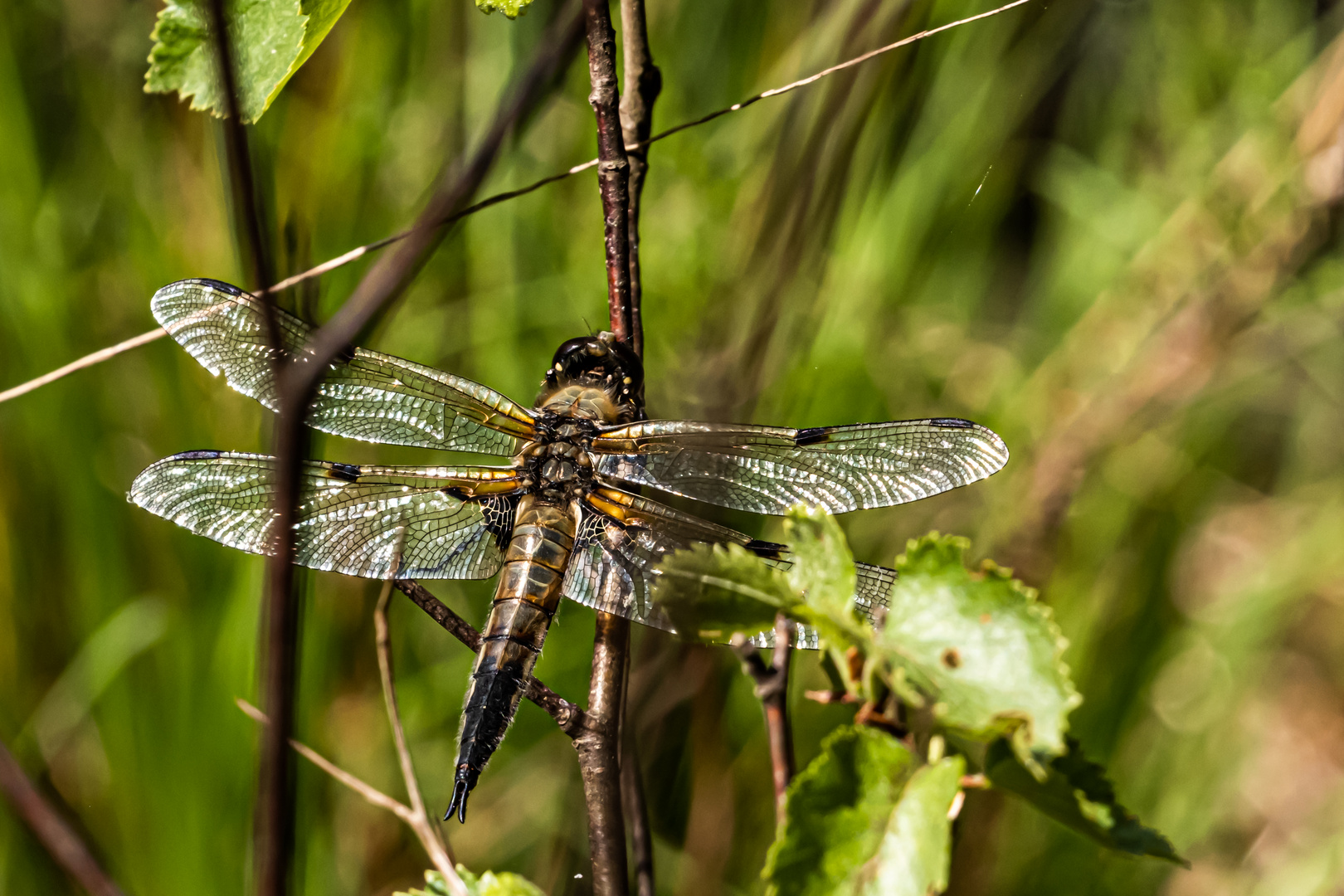 Libellen im Quelkhorner Moor