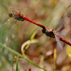 Libellen im Spätsommer/ 2