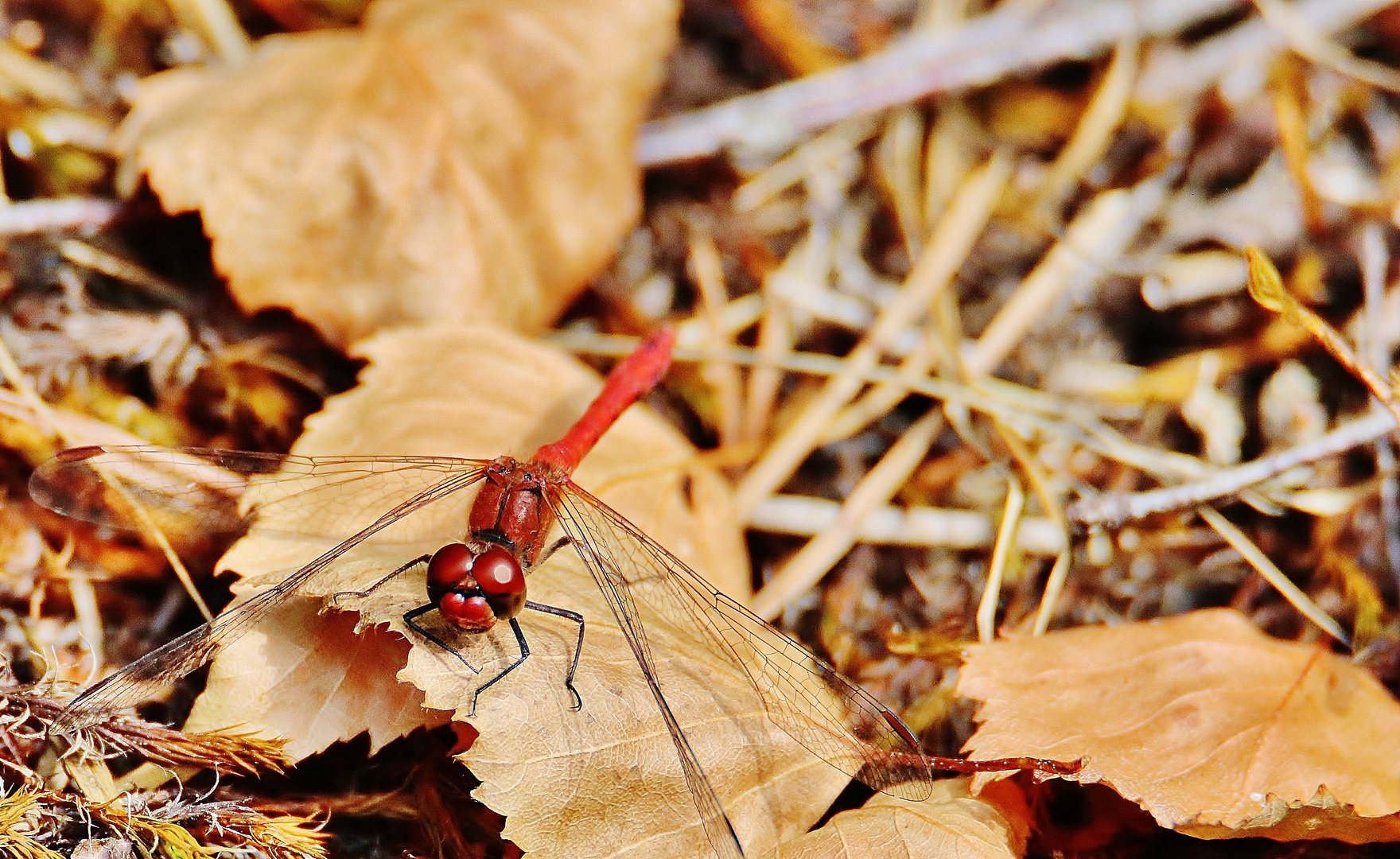 Libellen im Spätsommer/ 6