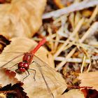 Libellen im Spätsommer/ 6