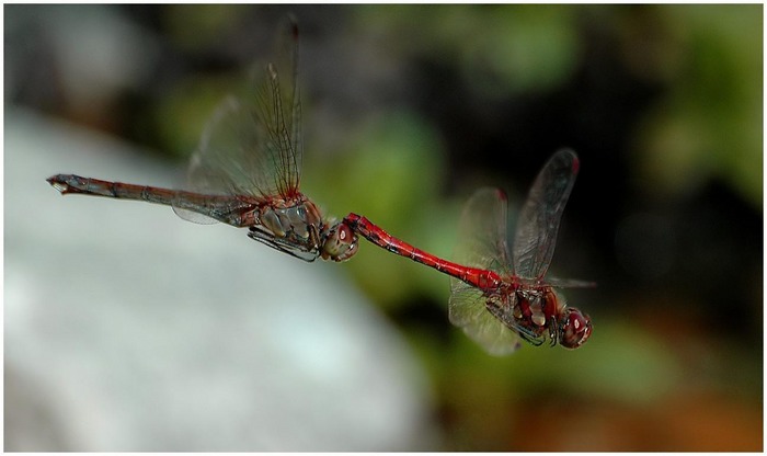 Libellen im Sturzflug