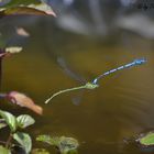 Libellen im Tandemflug