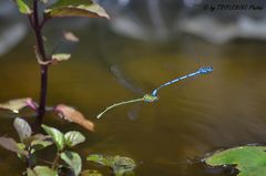 Libellen im Tandemflug