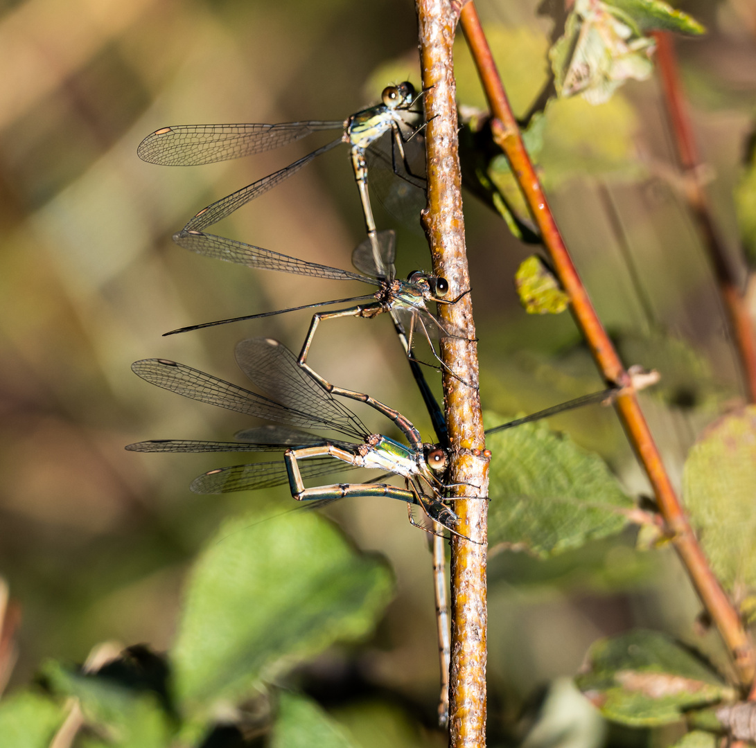 Libellen im Tarmstedter Moor