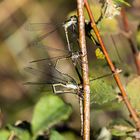 Libellen im Tarmstedter Moor