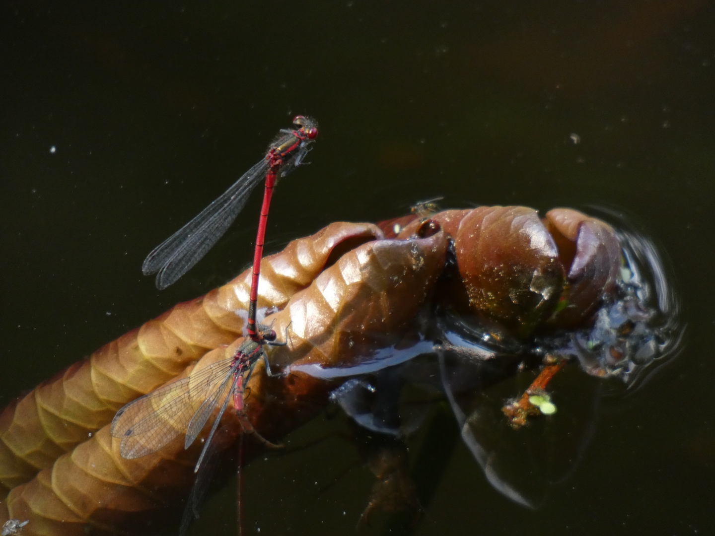 Libellen im Teich