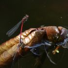 Libellen im Teich