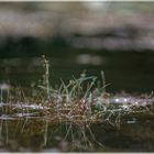 Libellen im Waldfreibad Hosena/Brandenburg