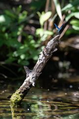 Libellen in Brandenburg