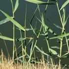 Libellen in der Camargue