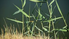 Libellen in der Camargue