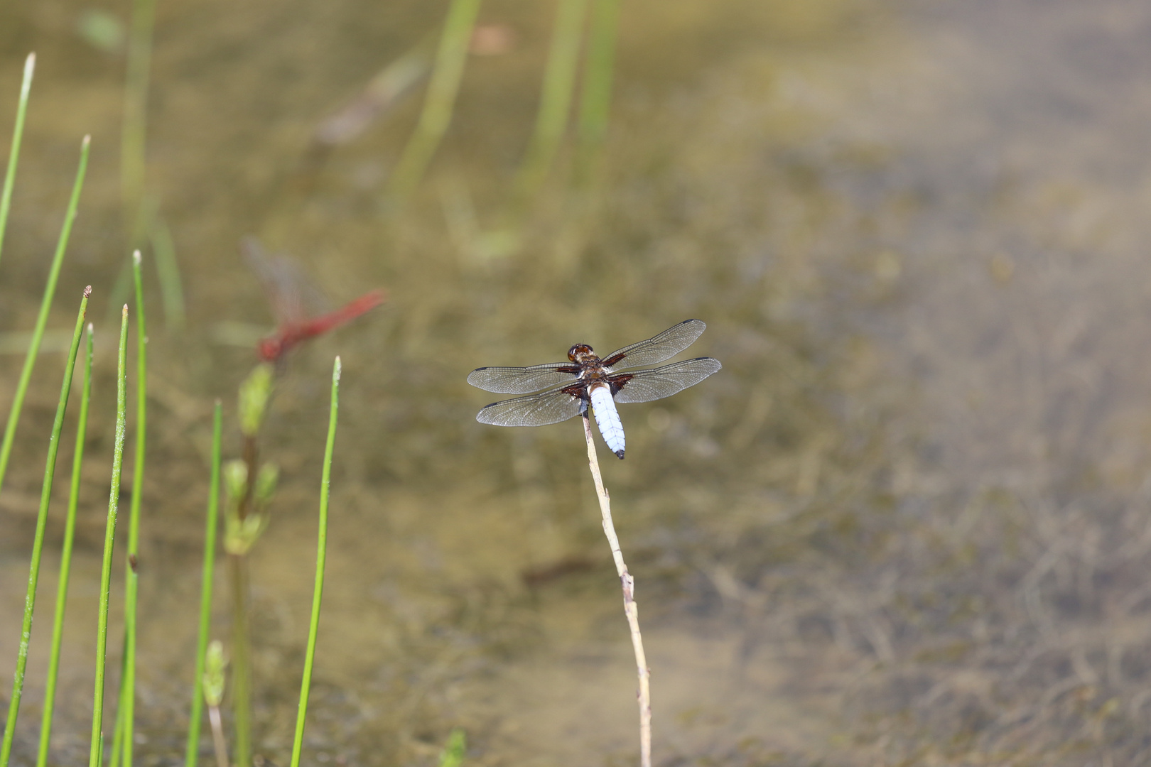 Libellen in der Heide