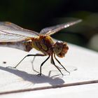 Libellen in meinem Gärtchen