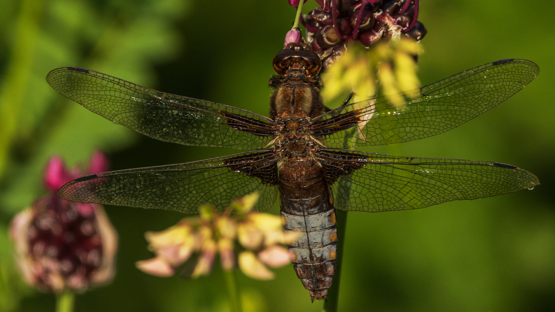 Libellen in unserem garten