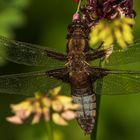 Libellen in unserem garten