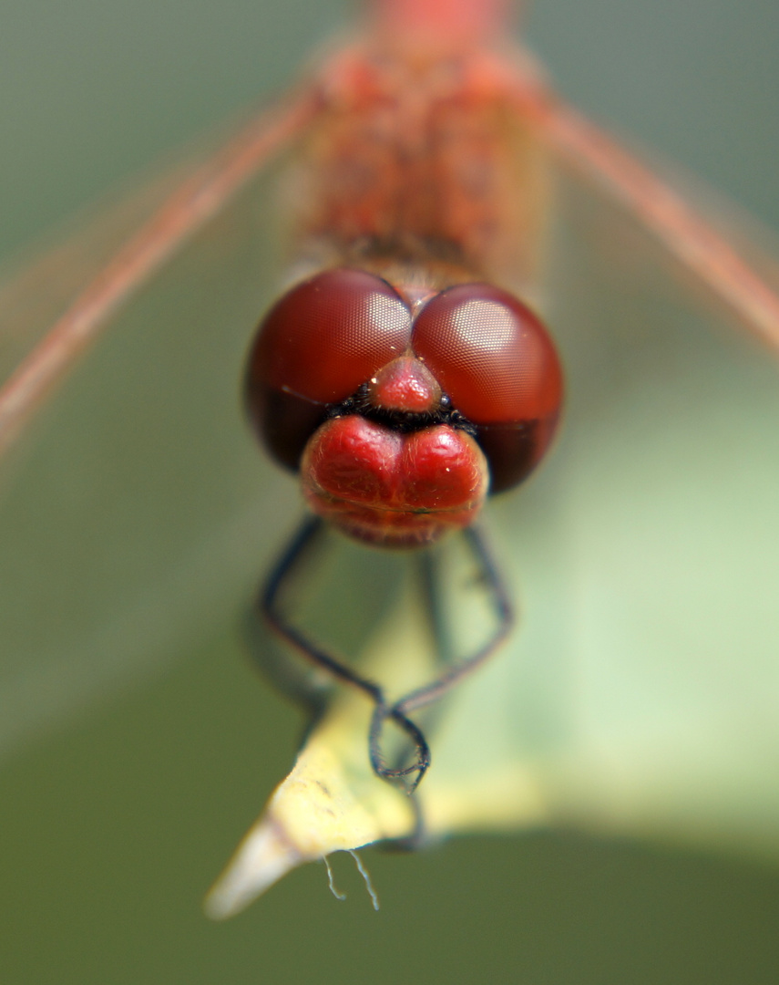 Libellen Kopf