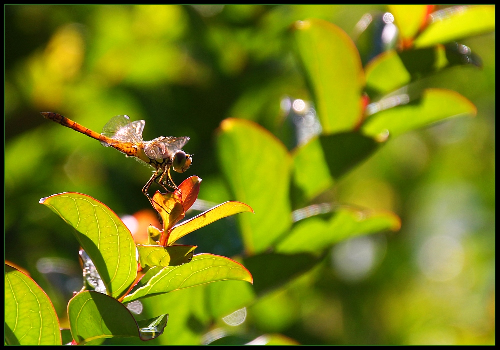 ... Libellen-Licht ...