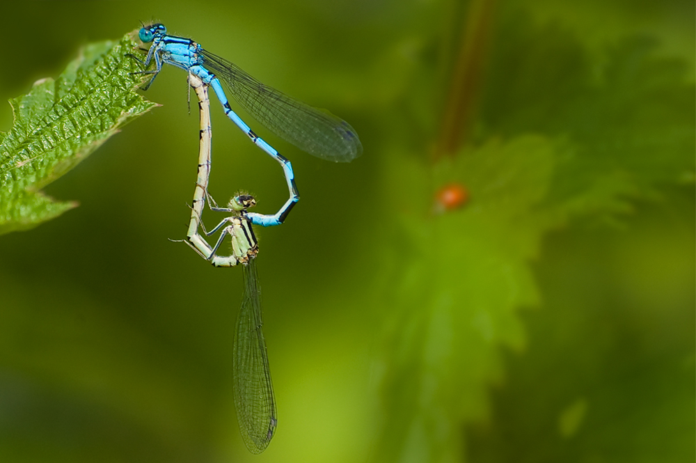 Libellen-Liebe