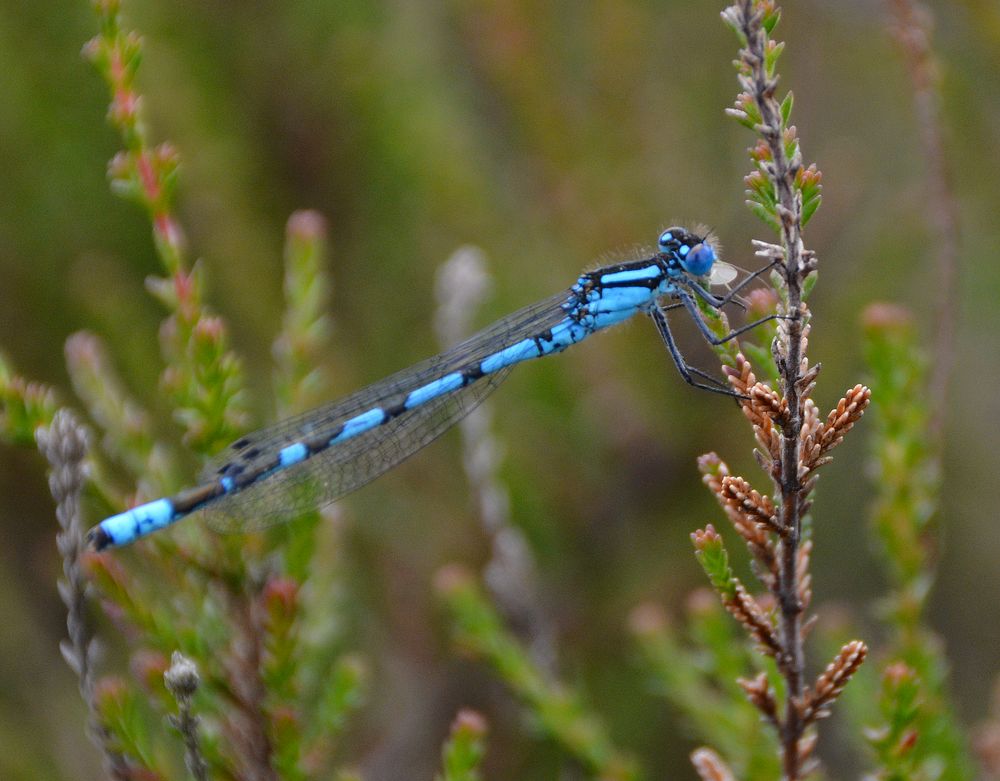 Libellen Maasduinen