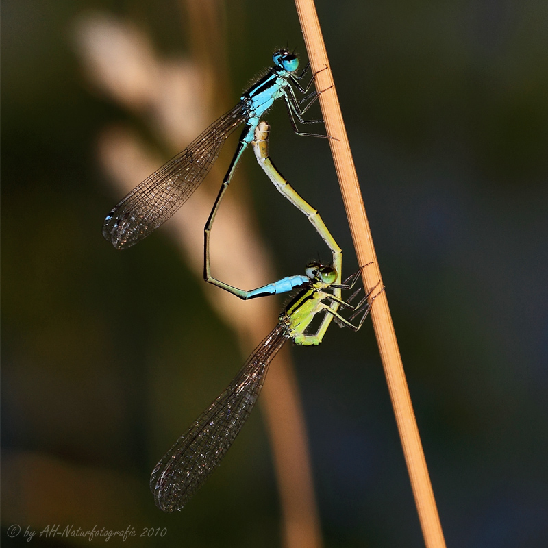 Libellen machen... ;o)