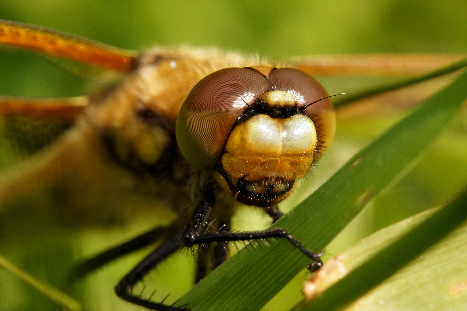 Libellen Makro