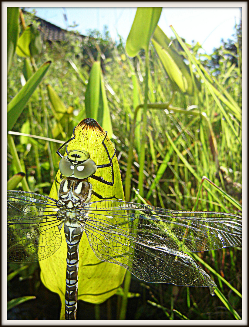 Libellen-Metamorphose