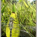 Libellen-Metamorphose