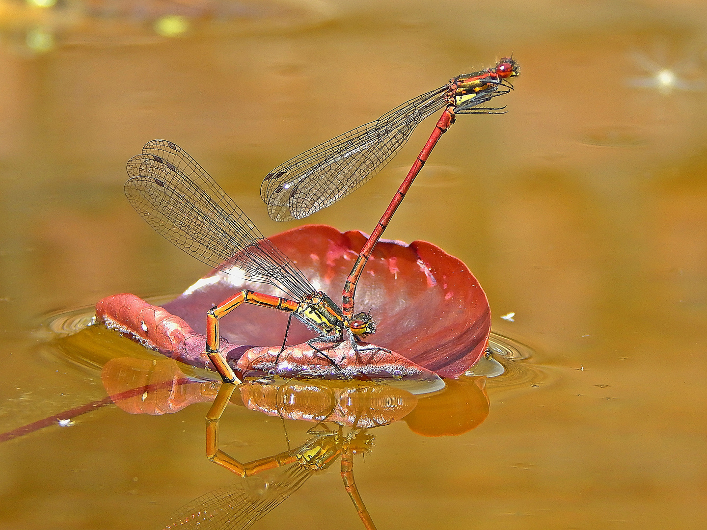 Libellen (Odonata)