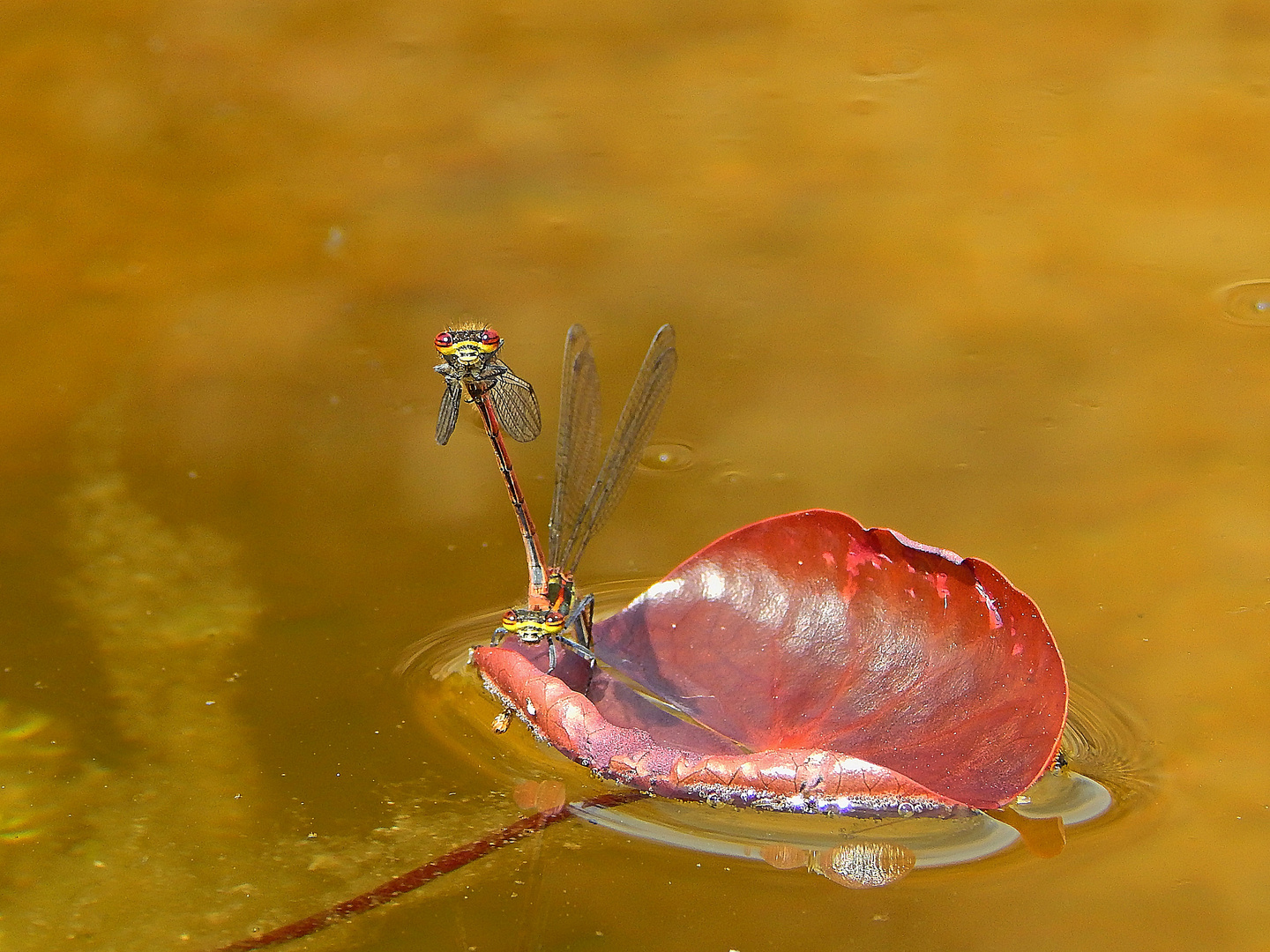 Libellen (Odonata)