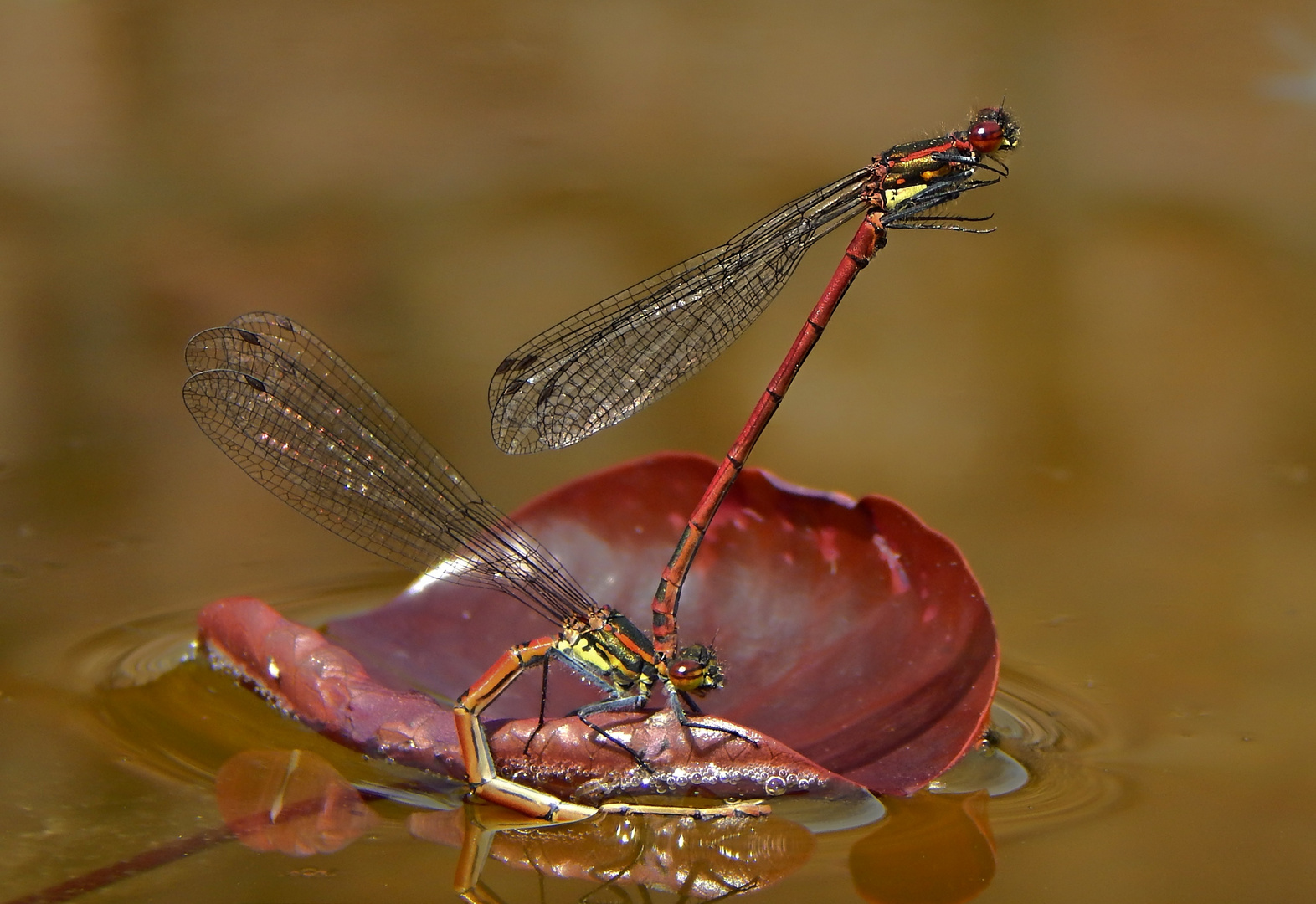  Libellen (Odonata)