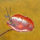 Libellen (Odonata)