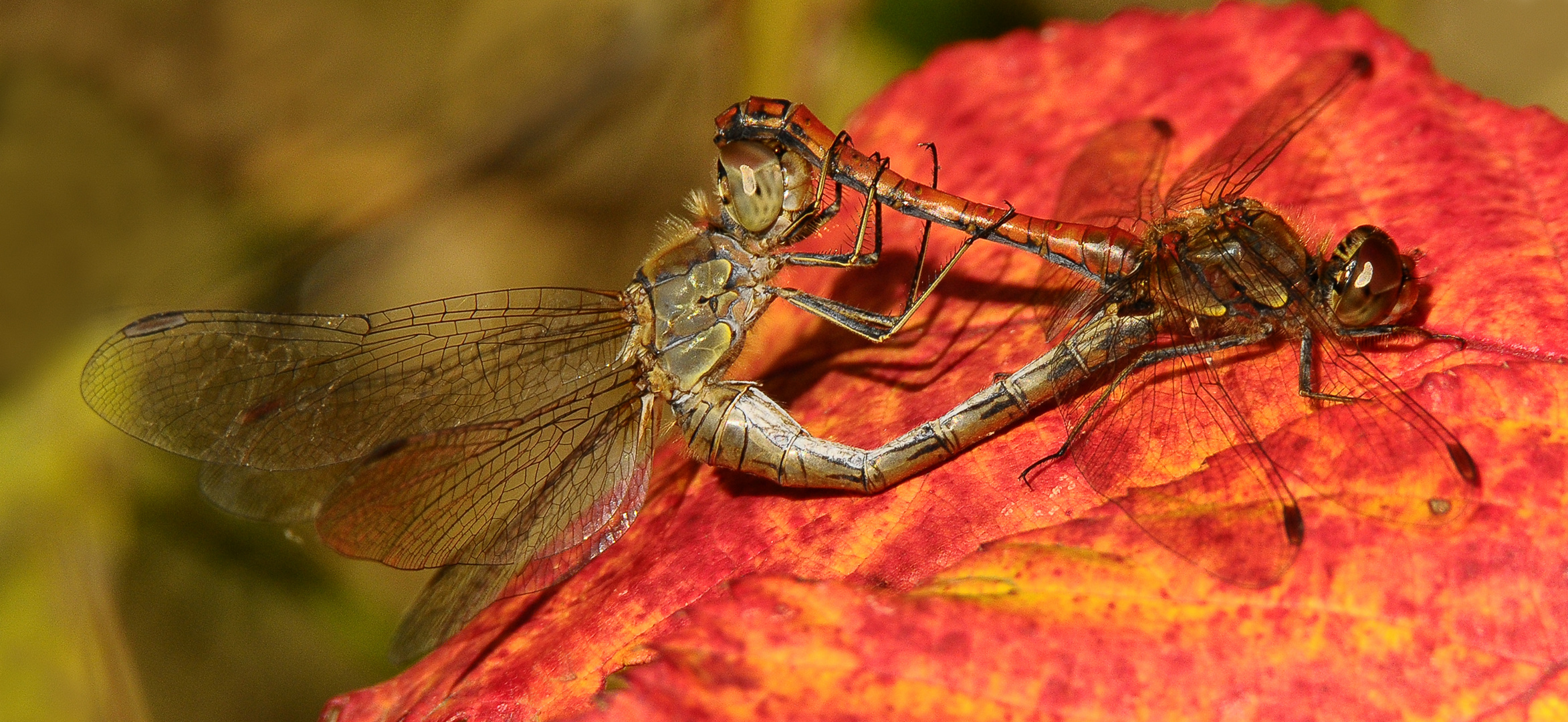 Libellen Paarung auf Herbstblatt