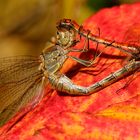 Libellen Paarung auf Herbstblatt