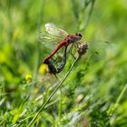 Libellen - Paarungsrad am Olympiasee, München