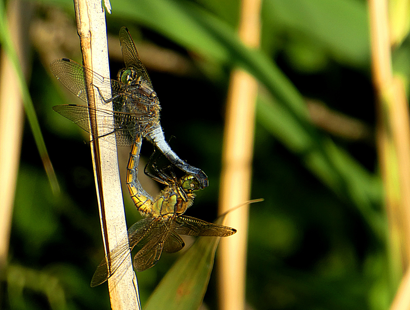 Libellen Pärchen am Sacrower See