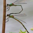 Libellen-Pärchen - Westliche Weidejungfern