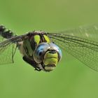 Libellen Pano 2 ...ND