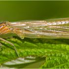 Libellen-Pano