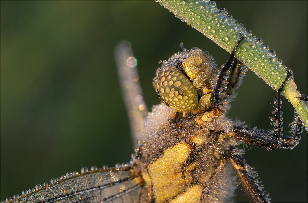 Libellen-Portrait