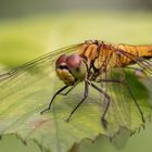 Libellen Portrait 