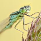 Libellen portrait