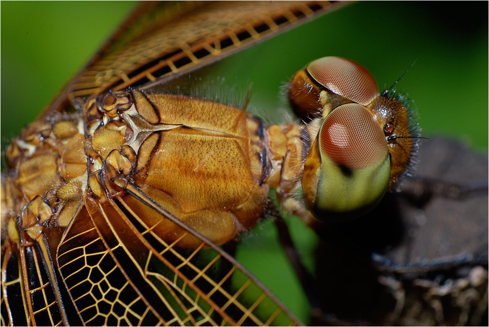 Libellen Portrait